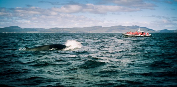 Excursion à la Baie Sainte Catherine pour voir les baleines, Canada