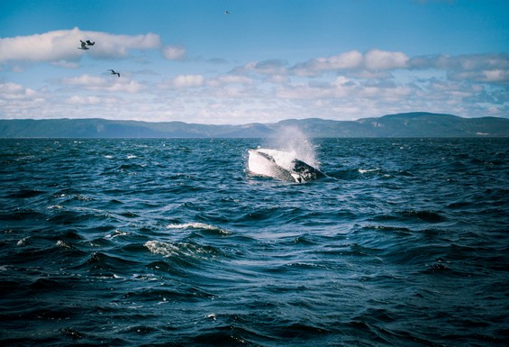 Excursion à la Baie Sainte Catherine pour voir les baleines, Canada