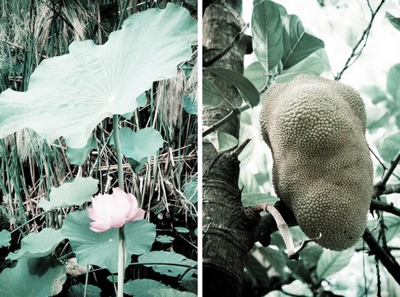 flore diverses