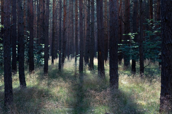 Bydgoszcz forest