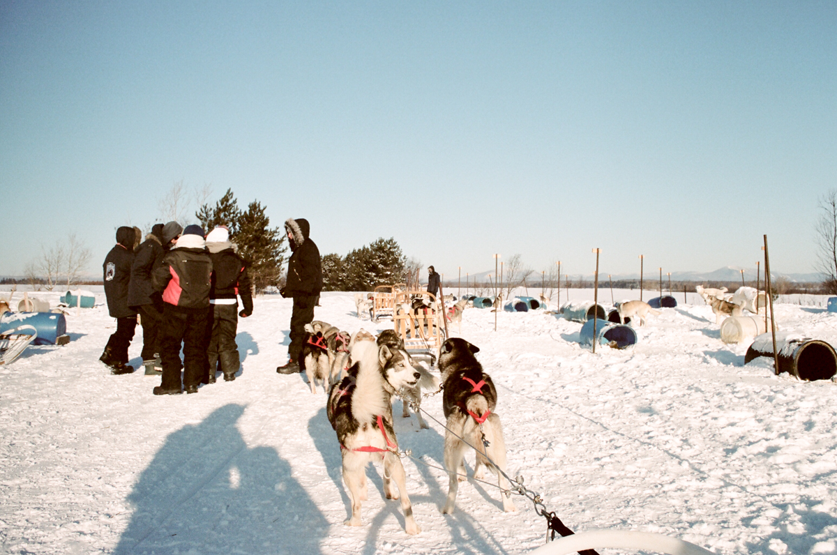 Escapade en chiens de traineau, Québec