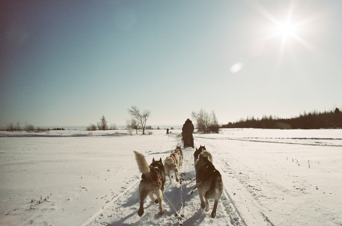 Escapade en chiens de traineau, Québec